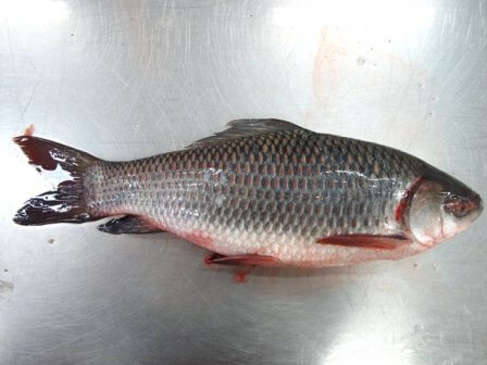 Frozen Rohu Thailand Fish  800 G